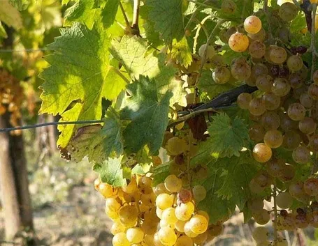 Vitigno del tipo Moscato.