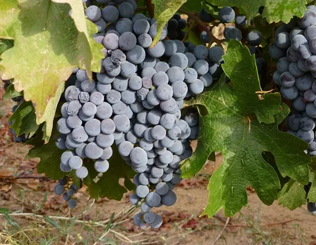 Uno splendido grappolo di uva nera