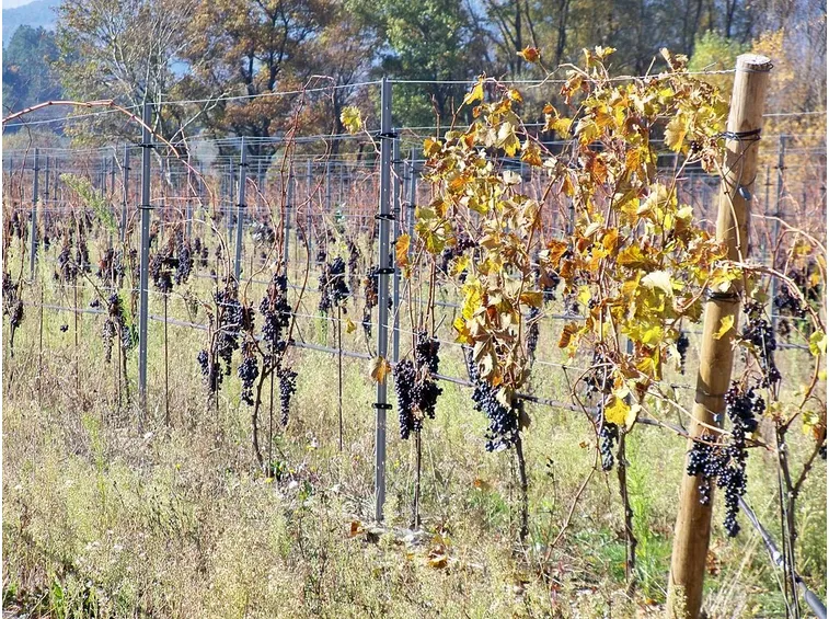 Grappoli d'uva sulla pianta in autunno