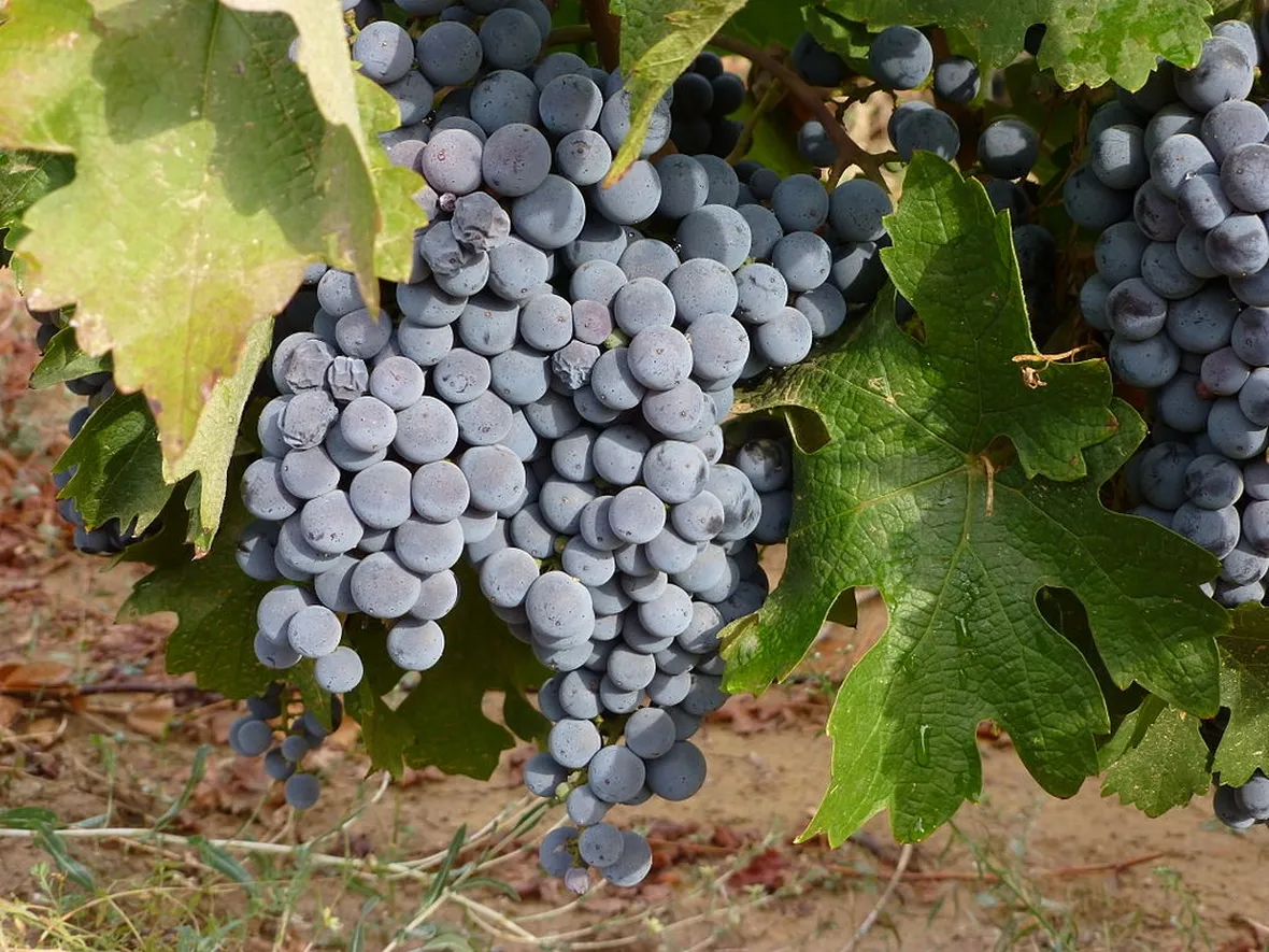 Uno splendido grappolo di uva nera