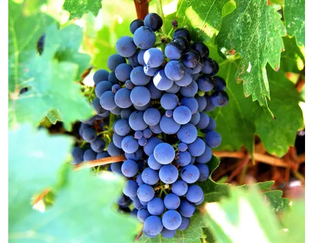 Grappolo d'uva rossa
