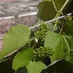 Infiorescenza di Vitis vinifera