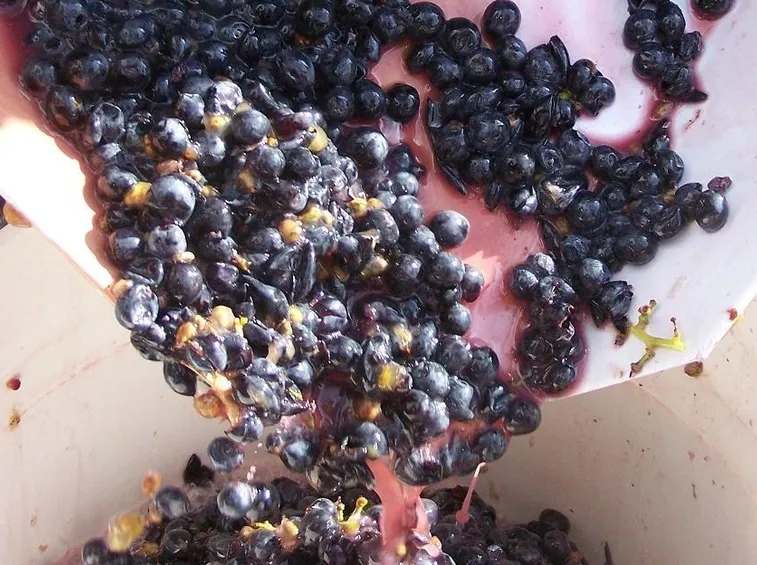 Uva appena pressata