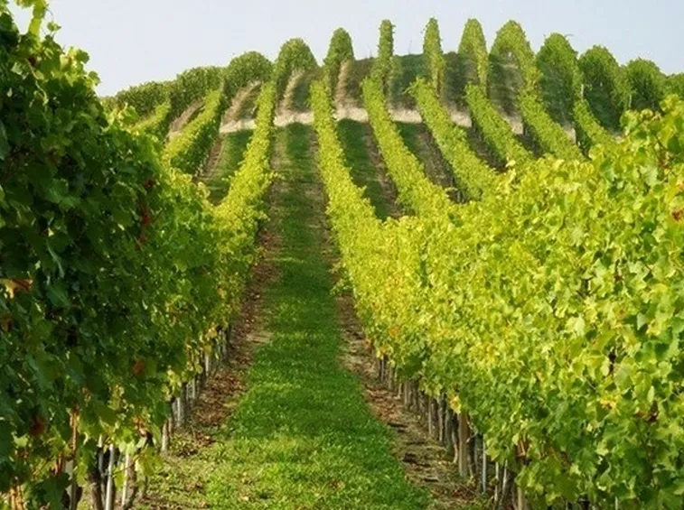 distesa di viti d'uva