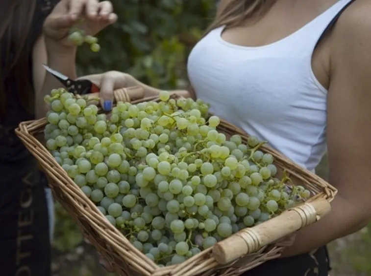 uva raccolta per la vendemmia