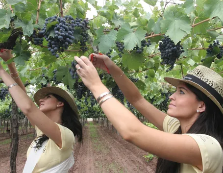 Raccolta di uva sangiovese