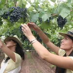 Raccolta di uva sangiovese