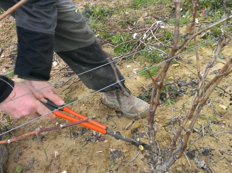 Potatura uva di formazione