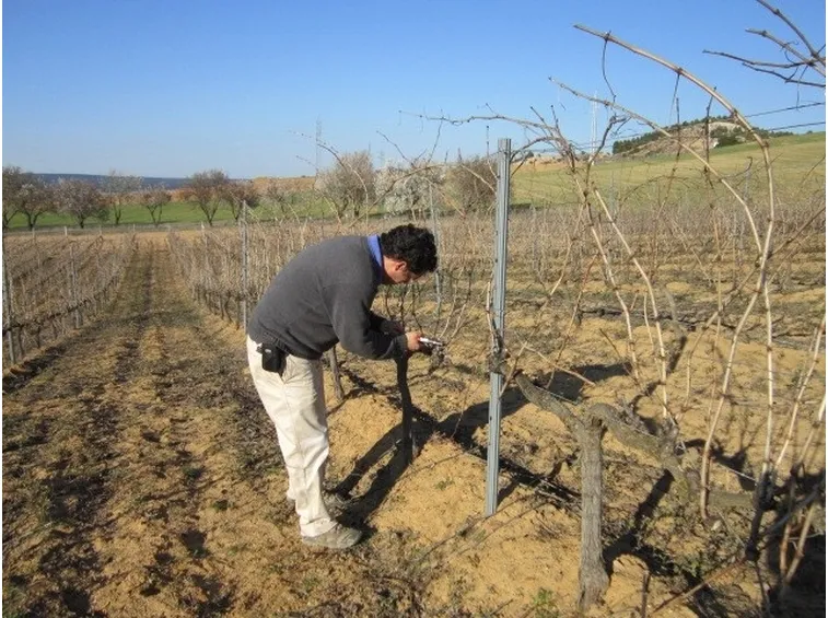 Il potatore di uva