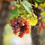 grappoli d'uva