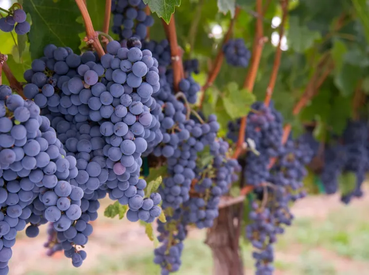 Varietà di uva nera
