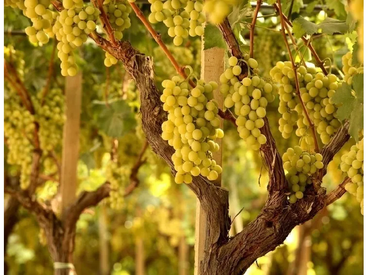 Grappoli ''uva regina''