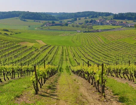 Vigneti nella regione dello Champagne