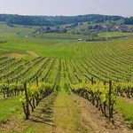 Vigneti nella regione dello Champagne