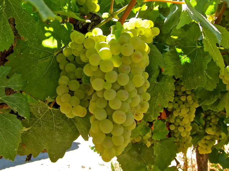 Bellissimo grappolo di uva Chardonnay