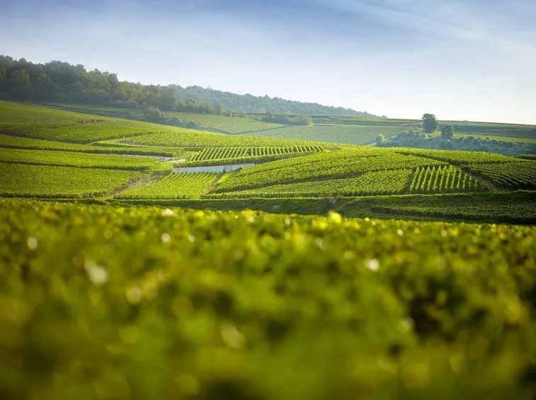 Cartina della regione Champagne