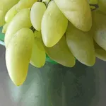 Varietà Pizzutello Bianco