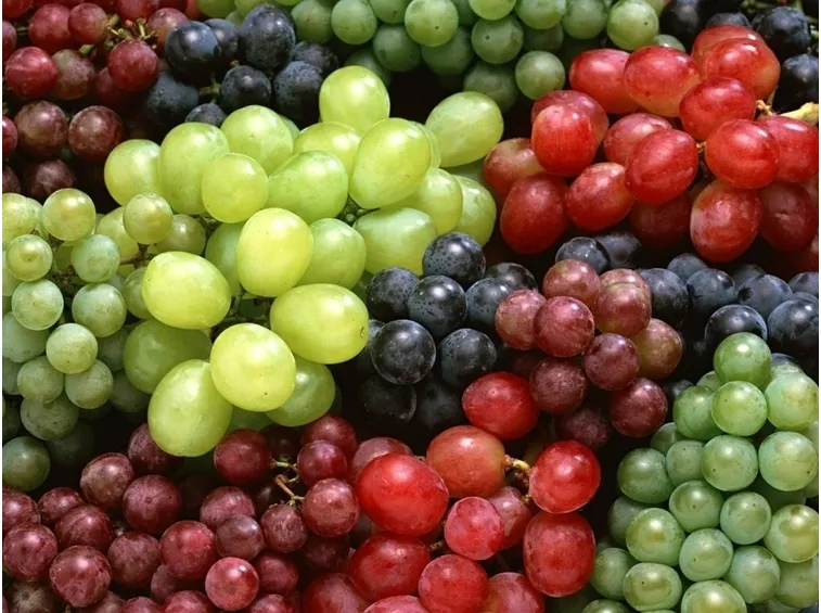 Diverse varietà di uva