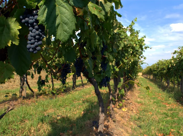 Grappoli d'uva su un vigneto friulano