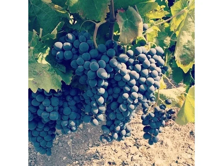 Grappoli d'uva Nero d'Avola (Sicilia)