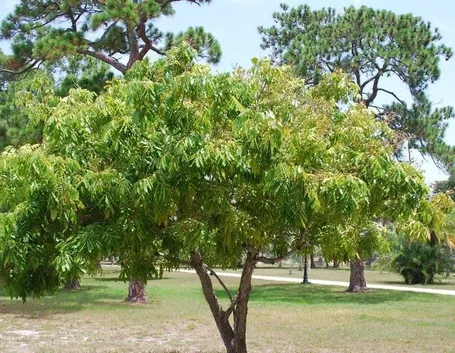 Albero di Litchi