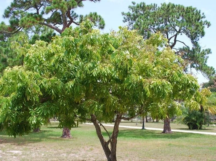 Albero di Litchi