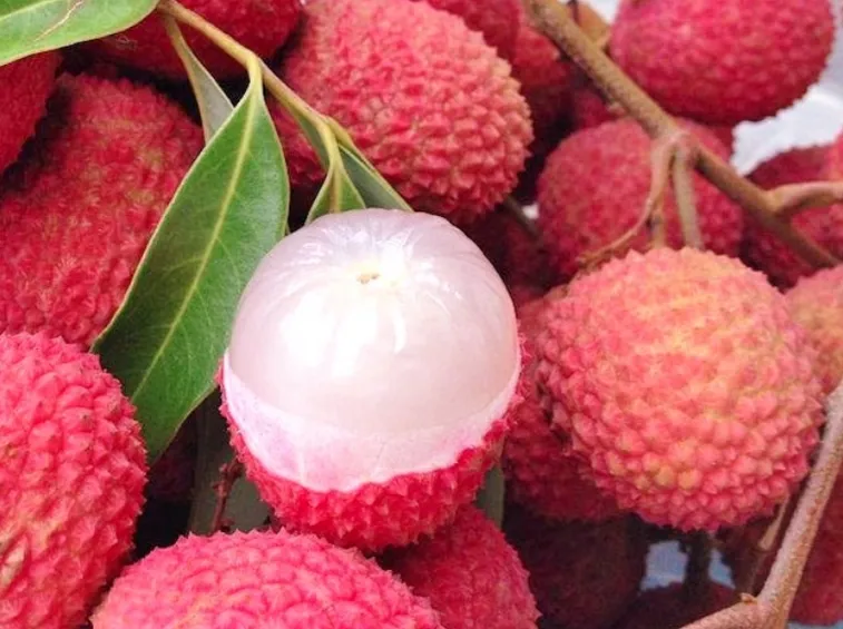 Litchi frutti