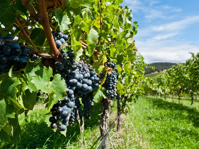 Vite fogarina