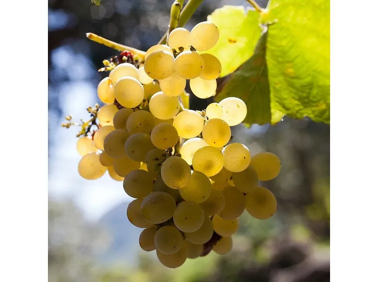Uva fragola bianca