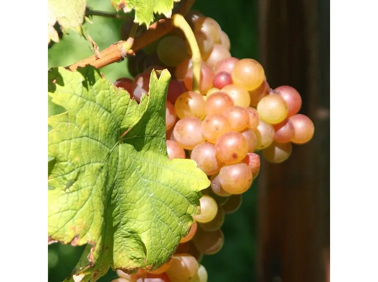 Grappolo di uva fragola