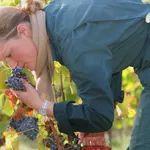 l'odore dell'uva francese