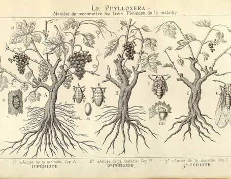 Disegno botanico di Vitis Vinifera