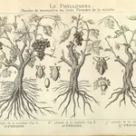 Disegno botanico di Vitis Vinifera