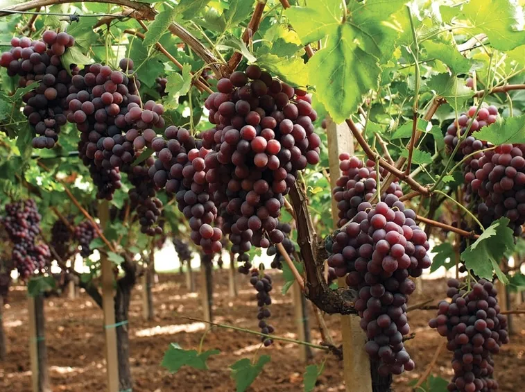 Grappoli di Uva Mazzarrone varietà nera