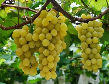 uva Moscato grappoli