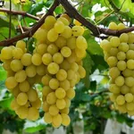 uva Moscato grappoli