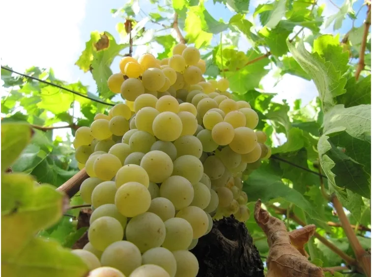 grappolo uva Moscato