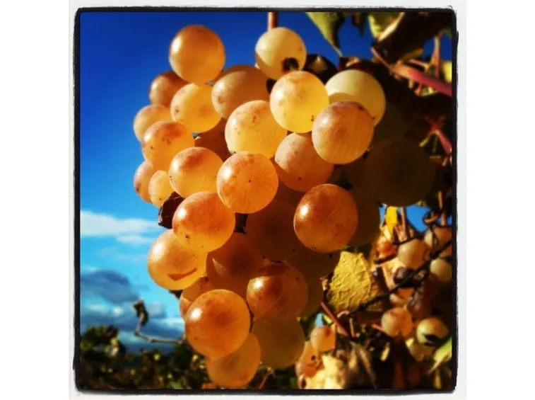 Moscato d'Alessandria o Zibibbo