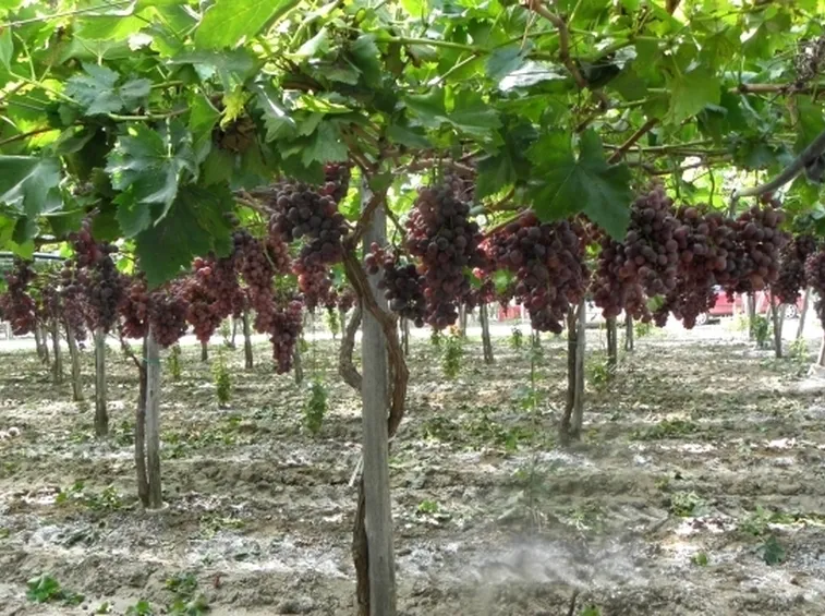 Vitigno di uva nera