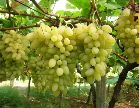 Grappoli di uva pizzutella bianca