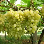Grappoli di uva pizzutella bianca
