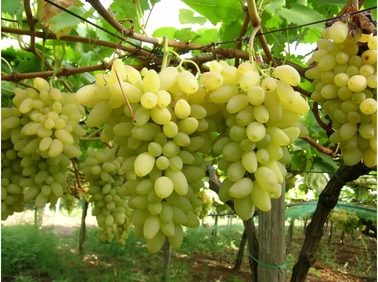 Grappoli di uva pizzutella bianca