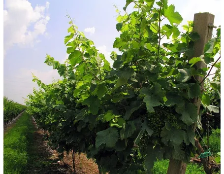 Filari di un vigneto di Glera