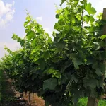 Filari di un vigneto di Glera