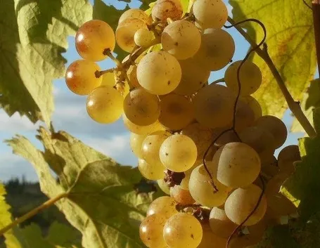 Grappoli di uva Regina