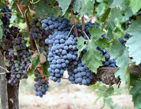 Uva Sangiovese