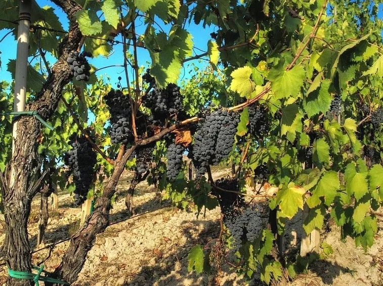 Vigna di Sangiovese