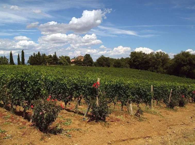 Filari di Sangiovese