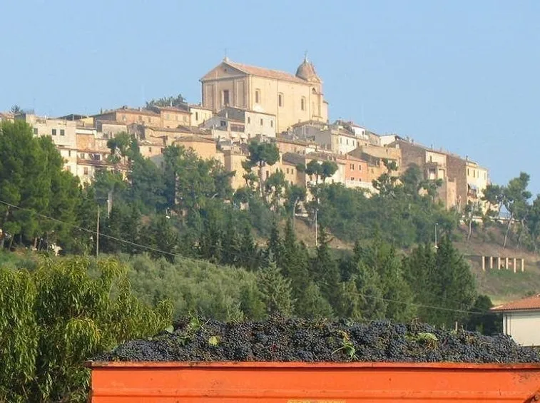 Grappoli appena vendemmiati a Montepulciano