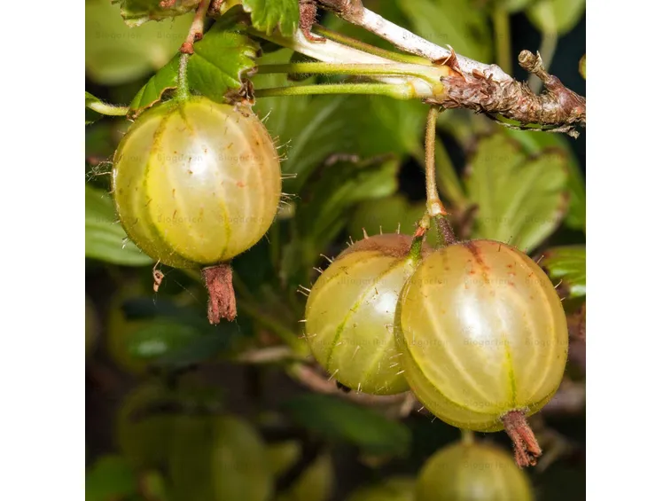 Uva spina frutto
